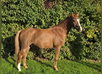 Meer ponys/kleine paarden Mix, Ruin, 11 Jaar, 148 cm, Vos
