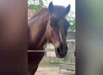 Meer ponys/kleine paarden, Ruin, 11 Jaar, 150 cm, Vos