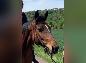 Meer ponys/kleine paarden Mix, Ruin, 11 Jaar, 155 cm, Donkerbruin