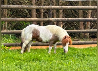 Meer ponys/kleine paarden, Ruin, 11 Jaar, 95 cm