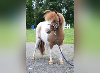 Meer ponys/kleine paarden, Ruin, 11 Jaar, 95 cm