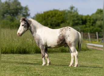 Meer ponys/kleine paarden, Ruin, 12 Jaar, 102 cm, Gevlekt-paard