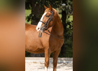 Meer ponys/kleine paarden, Ruin, 12 Jaar, 140 cm, Vos