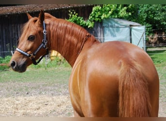 Meer ponys/kleine paarden, Ruin, 12 Jaar, 142 cm, Vos