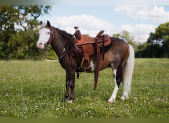 Meer ponys/kleine paarden, Ruin, 12 Jaar, 91 cm, Gevlekt-paard