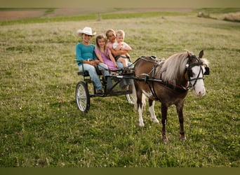 Meer ponys/kleine paarden, Ruin, 12 Jaar, 91 cm, Gevlekt-paard