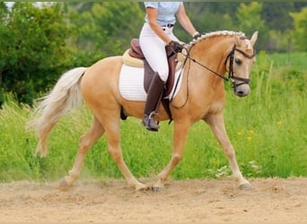 Meer ponys/kleine paarden, Ruin, 12 Jaar, 97 cm, Palomino