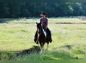 Meer ponys/kleine paarden, Ruin, 12 Jaar, Gevlekt-paard