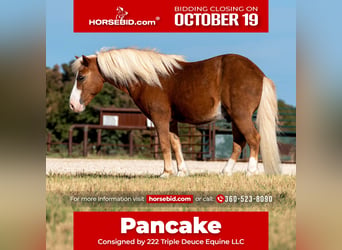 Meer ponys/kleine paarden, Ruin, 12 Jaar, Palomino