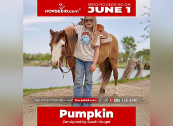 Meer ponys/kleine paarden, Ruin, 13 Jaar, 102 cm, Red Dun