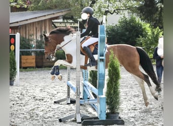 Meer ponys/kleine paarden, Ruin, 13 Jaar, 137 cm, Gevlekt-paard