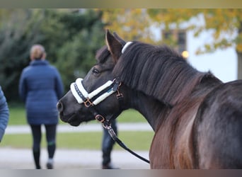Meer ponys/kleine paarden Mix, Ruin, 13 Jaar, 137 cm, Zwartbruin