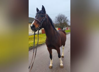 Meer ponys/kleine paarden, Ruin, 13 Jaar, 147 cm, Bruin