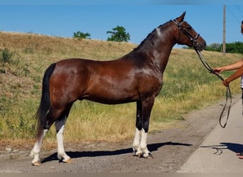 Meer ponys/kleine paarden, Ruin, 13 Jaar, 147 cm, Bruin