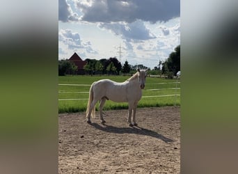 Meer ponys/kleine paarden Mix, Ruin, 13 Jaar, 150 cm, Schimmel
