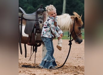 Meer ponys/kleine paarden, Ruin, 13 Jaar, 91 cm, Gevlekt-paard