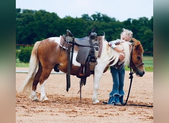 Meer ponys/kleine paarden, Ruin, 13 Jaar, 91 cm, Gevlekt-paard