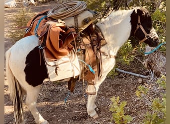 Meer ponys/kleine paarden, Ruin, 13 Jaar, Gevlekt-paard