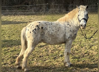 Meer ponys/kleine paarden, Ruin, 14 Jaar, 135 cm, Appaloosa