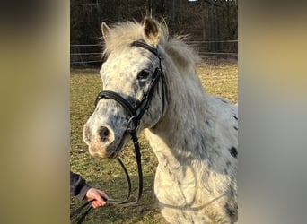 Meer ponys/kleine paarden, Ruin, 14 Jaar, 135 cm, Appaloosa