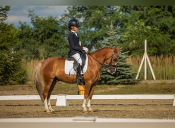 Meer ponys/kleine paarden, Ruin, 14 Jaar, 137 cm, Vos