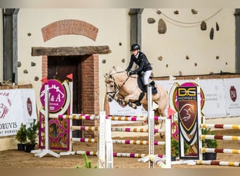 Meer ponys/kleine paarden Mix, Ruin, 14 Jaar, 146 cm, Palomino