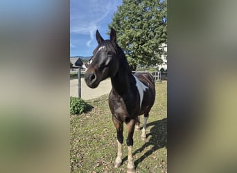 Meer ponys/kleine paarden, Ruin, 14 Jaar, 148 cm, Gevlekt-paard