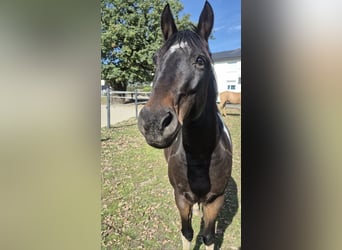 Meer ponys/kleine paarden, Ruin, 14 Jaar, 148 cm, Gevlekt-paard