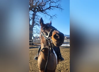 Meer ponys/kleine paarden, Ruin, 14 Jaar, 148 cm, Gevlekt-paard