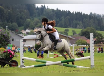 Meer ponys/kleine paarden, Ruin, 15 Jaar, 109 cm, Appaloosa
