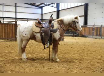 Meer ponys/kleine paarden, Ruin, 15 Jaar, 130 cm