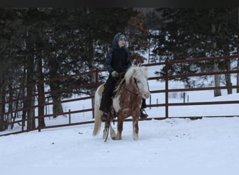Meer ponys/kleine paarden, Ruin, 15 Jaar, 130 cm