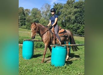 Meer ponys/kleine paarden, Ruin, 15 Jaar, 140 cm, Roan-Red