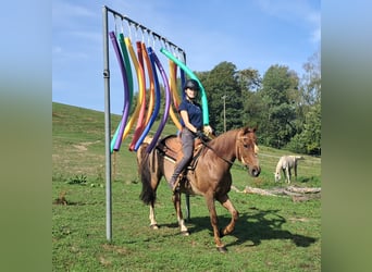 Meer ponys/kleine paarden, Ruin, 15 Jaar, 140 cm, Roan-Red