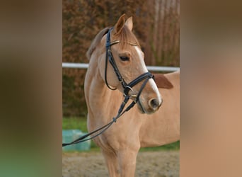 Meer ponys/kleine paarden, Ruin, 15 Jaar, 142 cm, Vos