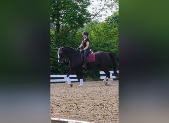 Meer ponys/kleine paarden Mix, Ruin, 15 Jaar, 158 cm, Zwart