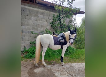 Meer ponys/kleine paarden, Ruin, 16 Jaar, 118 cm, Schimmel