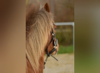 Meer ponys/kleine paarden, Ruin, 17 Jaar, 120 cm, Donkere-vos
