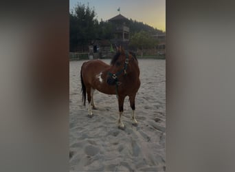 Meer ponys/kleine paarden Mix, Ruin, 17 Jaar, 135 cm, Gevlekt-paard