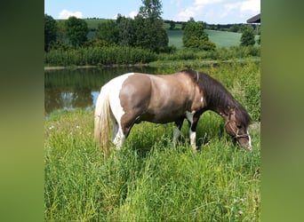 Meer ponys/kleine paarden Mix, Ruin, 17 Jaar, 142 cm, Gevlekt-paard