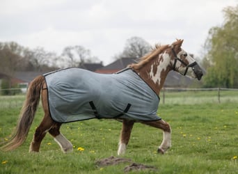 Meer ponys/kleine paarden, Ruin, 17 Jaar, 155 cm, Gevlekt-paard