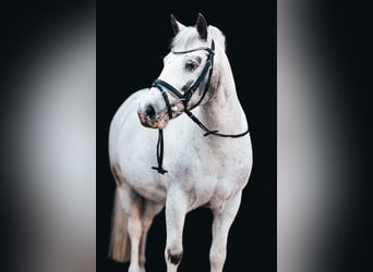 Meer ponys/kleine paarden, Ruin, 18 Jaar, 128 cm, Schimmel