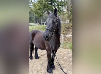 Meer ponys/kleine paarden, Ruin, 18 Jaar, 148 cm, Zwart