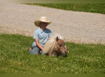Meer ponys/kleine paarden, Ruin, 1 Jaar, 66 cm