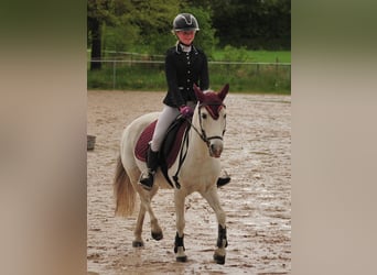 Meer ponys/kleine paarden, Ruin, 20 Jaar, 130 cm, Schimmel