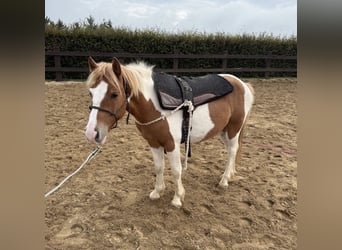 Meer ponys/kleine paarden, Ruin, 2 Jaar, 135 cm