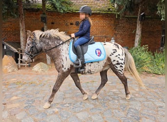 Meer ponys/kleine paarden, Ruin, 3 Jaar, 115 cm, Appaloosa