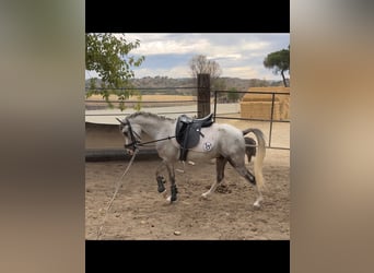 Meer ponys/kleine paarden, Ruin, 3 Jaar, 125 cm, Appelschimmel