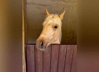 Meer ponys/kleine paarden, Ruin, 3 Jaar, 125 cm, Falbe