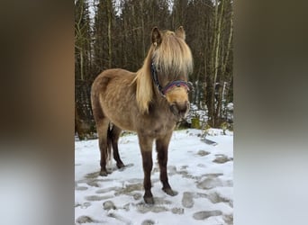 Meer ponys/kleine paarden, Ruin, 3 Jaar, 125 cm, Gevlekt-paard